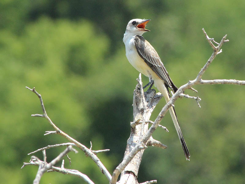A Scissor-tailed Flycatcher suffering from the heat.