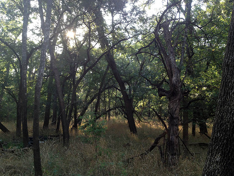 Typical Texas bottomland forest.