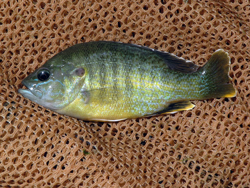 Green Sunfish - Five Mile Creek