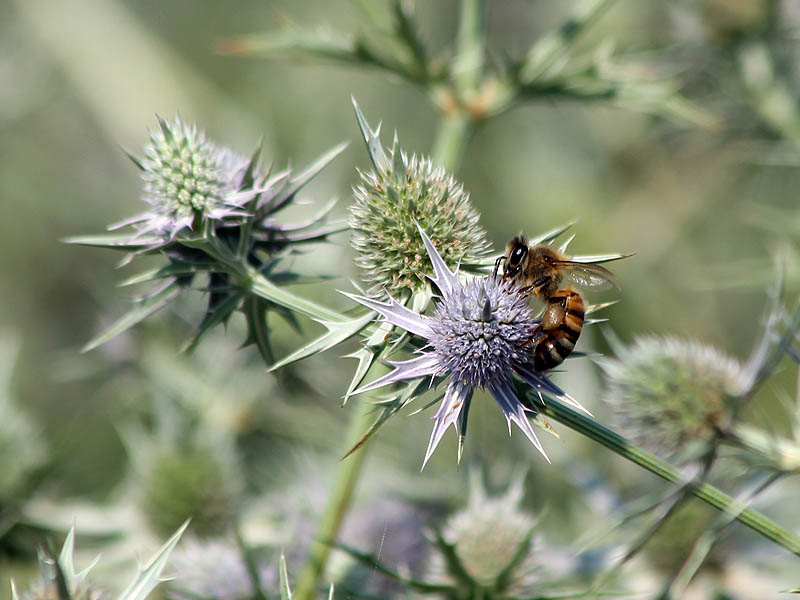 Honey Bee - False Purple Thistle