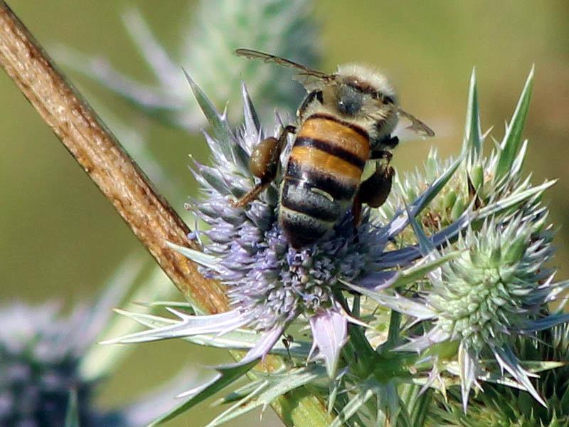 Honey Bee - False Purple Thistle