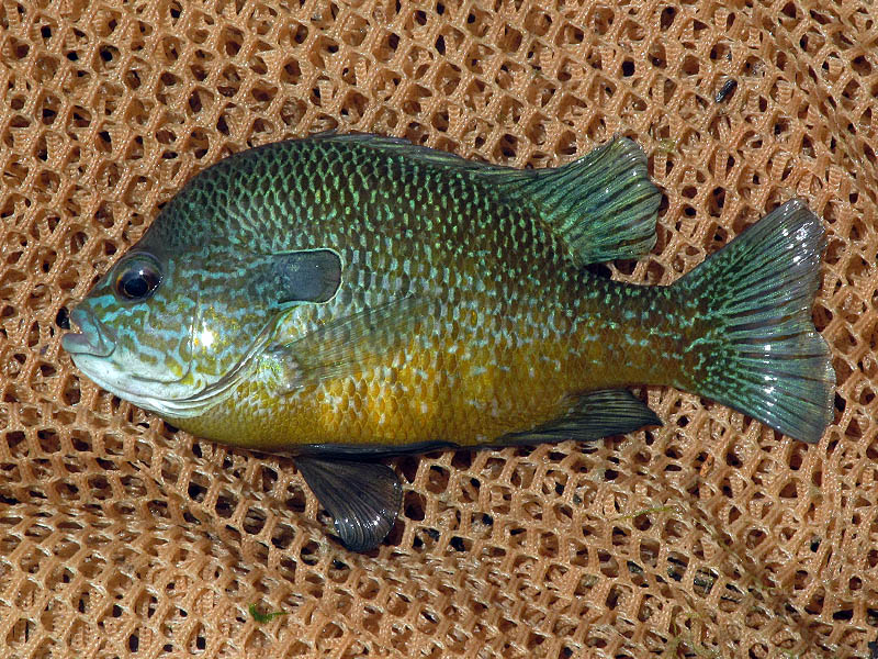 An adult Longear Sunfish with striking coloration.