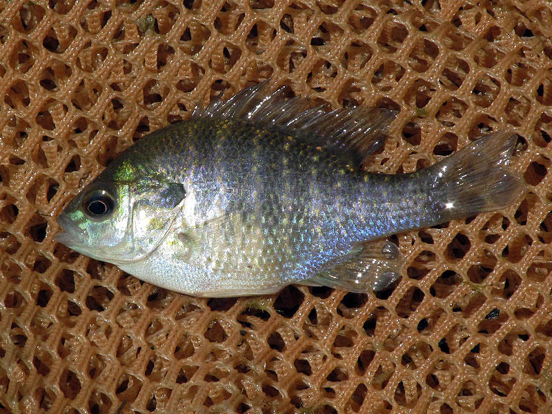 A juvenile Longear Sunfish.