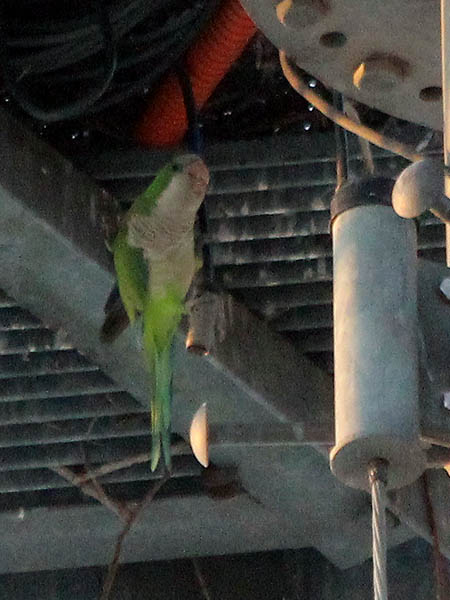 A closer look at the parakeet perched underneath the nest.