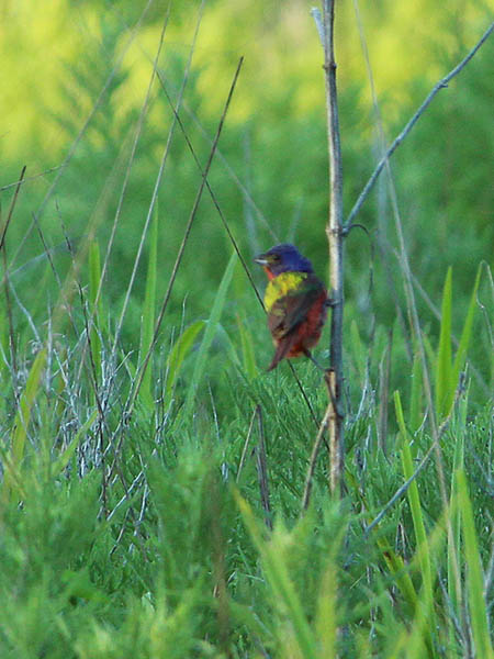 Painted bunting - A Flash of Color