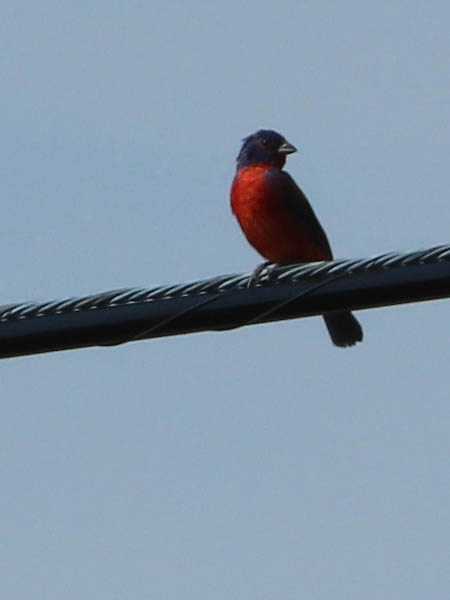 Painted bunting - A Flash of Color