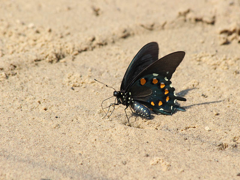 Pipevine Swallowtail - Sandy Beach