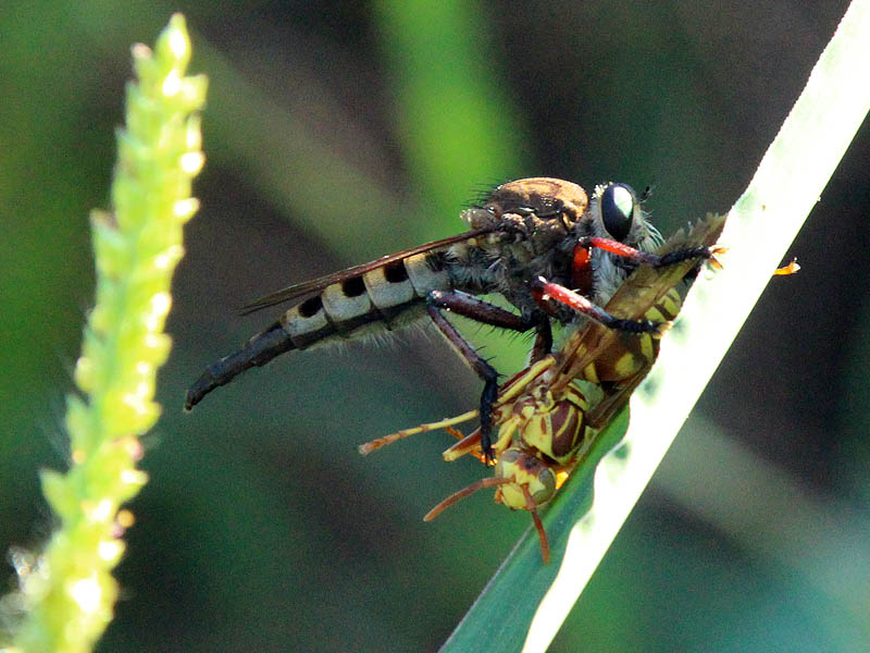 Robber Fly - Mighty Hunter