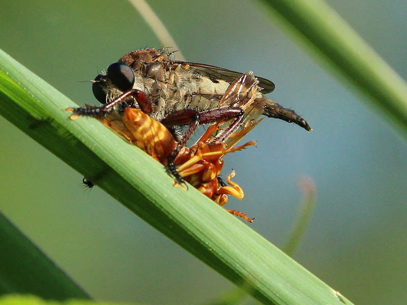 Robber Fly - Mighty Hunter