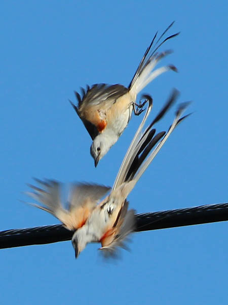 Scissor-tailed Flycatcher - My Spot