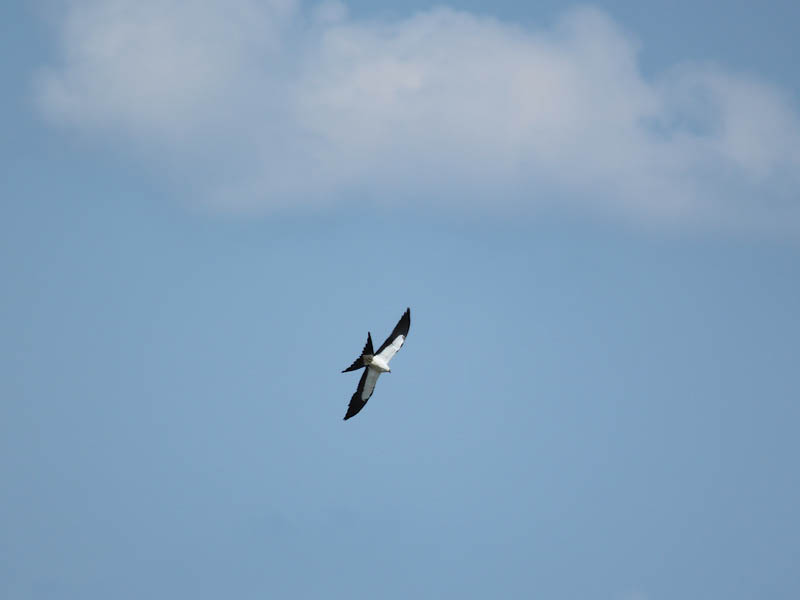 Swallow-tailed Kite - Wonderful!