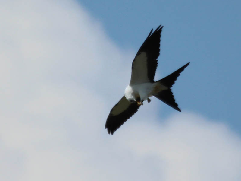 Swallow-tailed Kite - Wonderful!