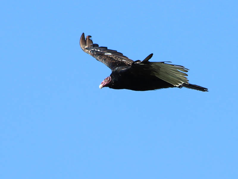 Turkey Vulture - Lake Lewisville Roost
