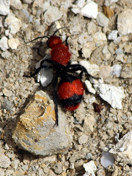 Velvet Ant - Female