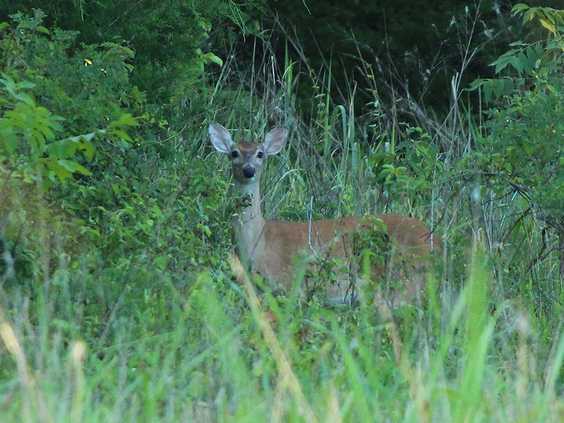 White-tailed Deer - Curious