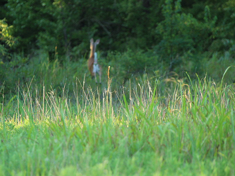 White-tailed Deer - Curious
