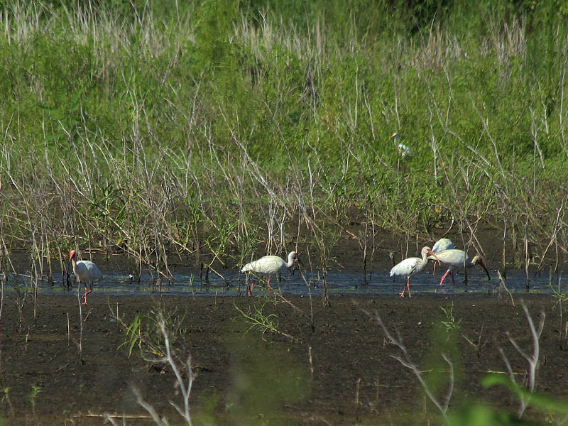 White Ibis - Lemmon Lake