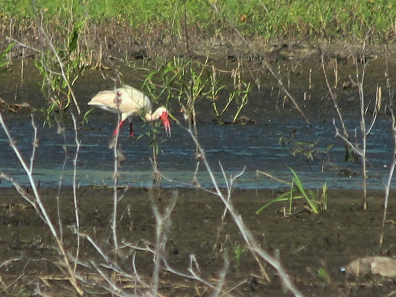 Some ibises have a slightly deeper shade of red coloration on there beaks and legs.