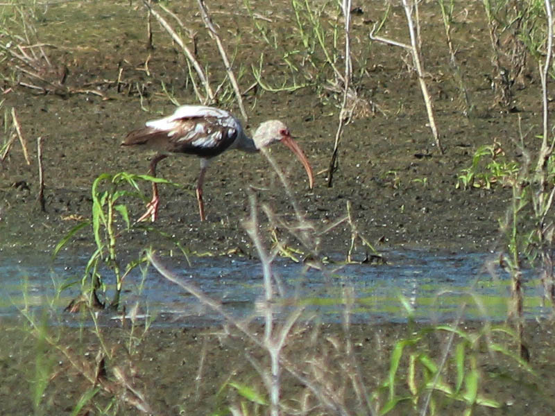 This is a first year juvenile White Ibis.