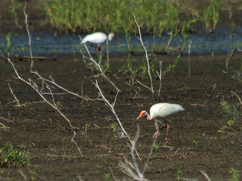 This ibis was drawn away from the water's edge by a grasshopper he was chasing.