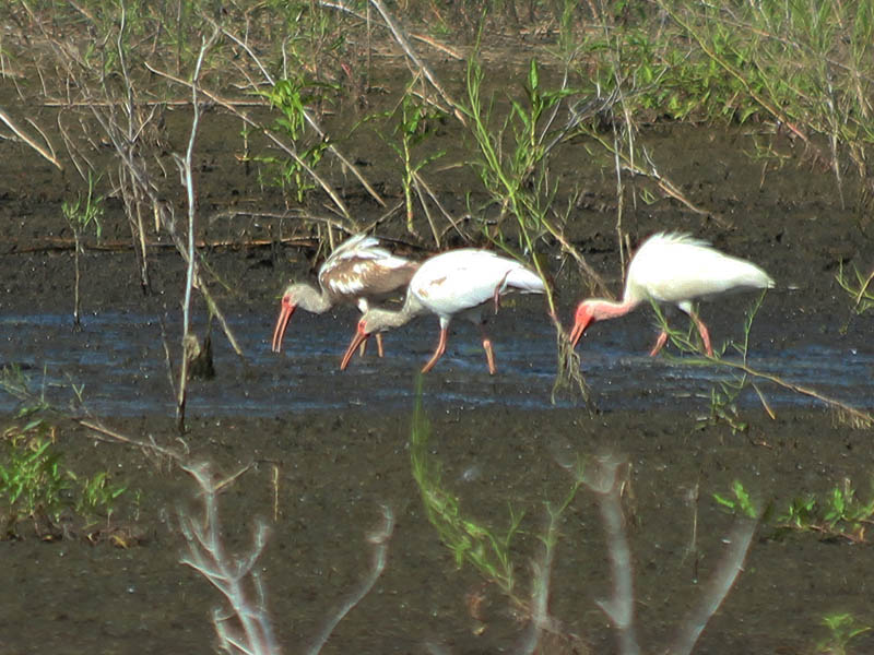 An adult ibis with two juveniles of slightly different ages.