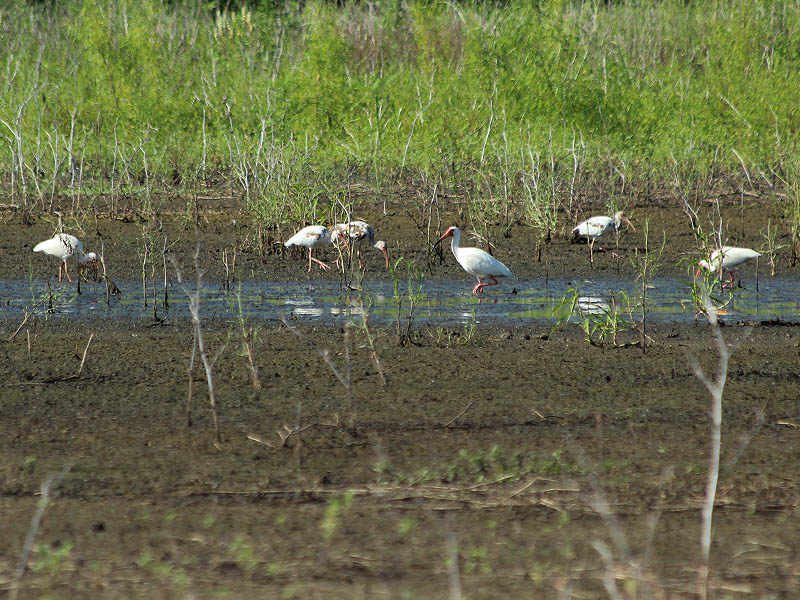 White Ibis - Lemmon Lake