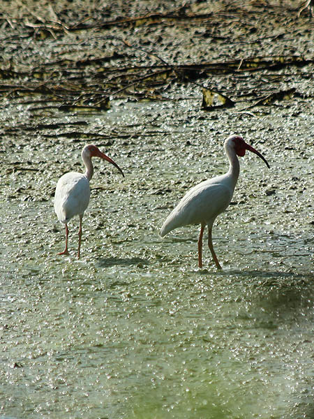 In addition to the darker red coloration on their legs and beaks, some ibis also sport a dewlap under their chin.  I am not sure what accounts for these differences in color and form.