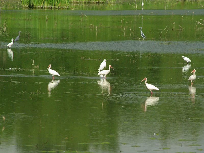 White Ibis - Remembering the Lake