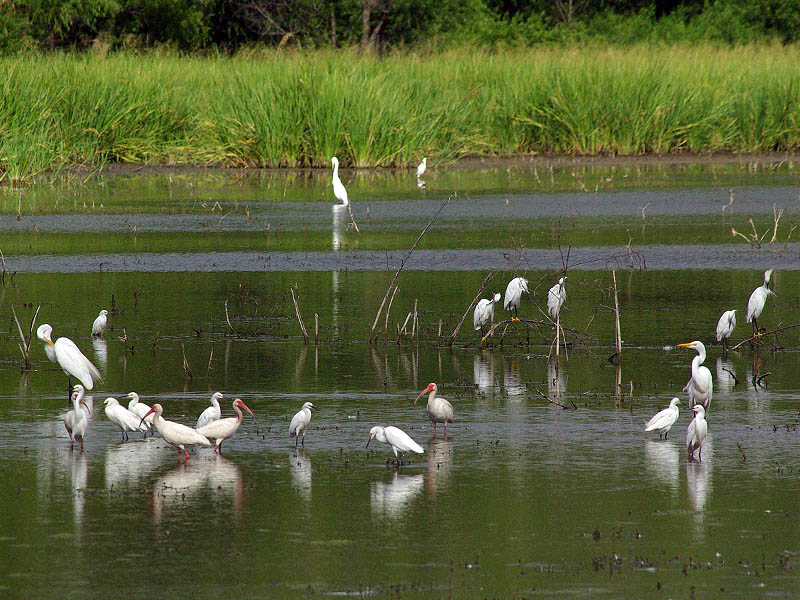White Ibis - Remembering the Lake