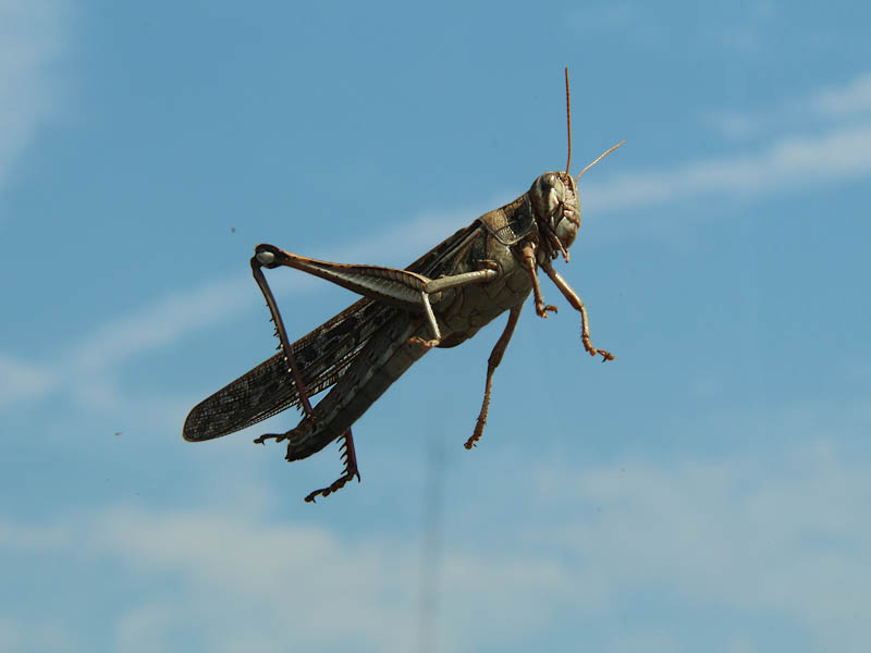 American Bird Grasshopper - Windshield