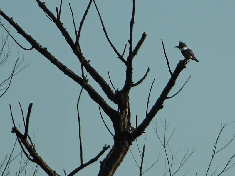 Belted Kingfisher - Scraggle