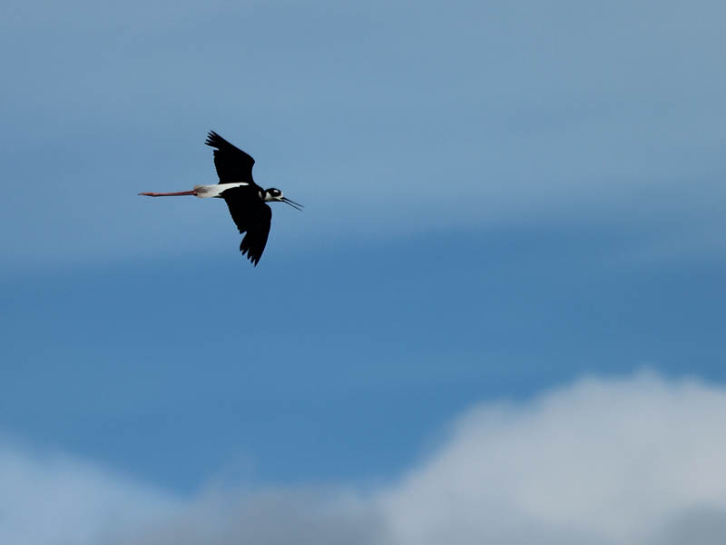 Black-necked Stilt - In Flight
