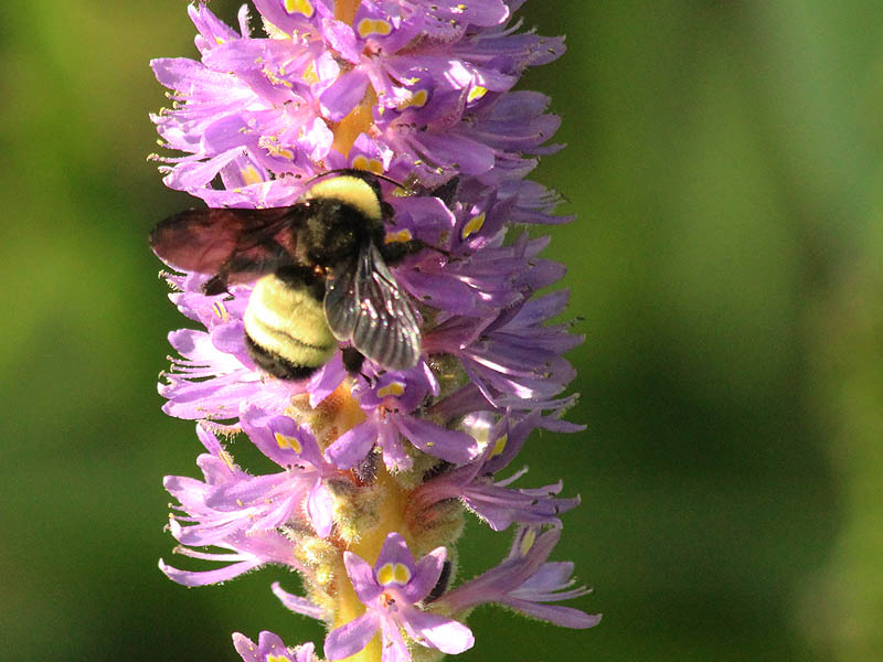 Bumblebee - Purple Pickerel Rush