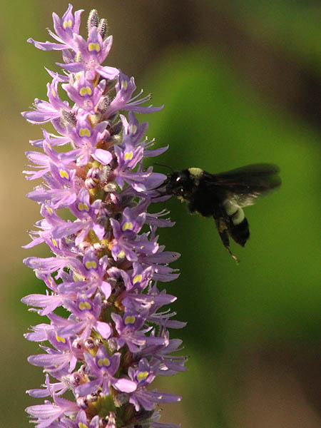 Bumblebee - Purple Pickerel Rush