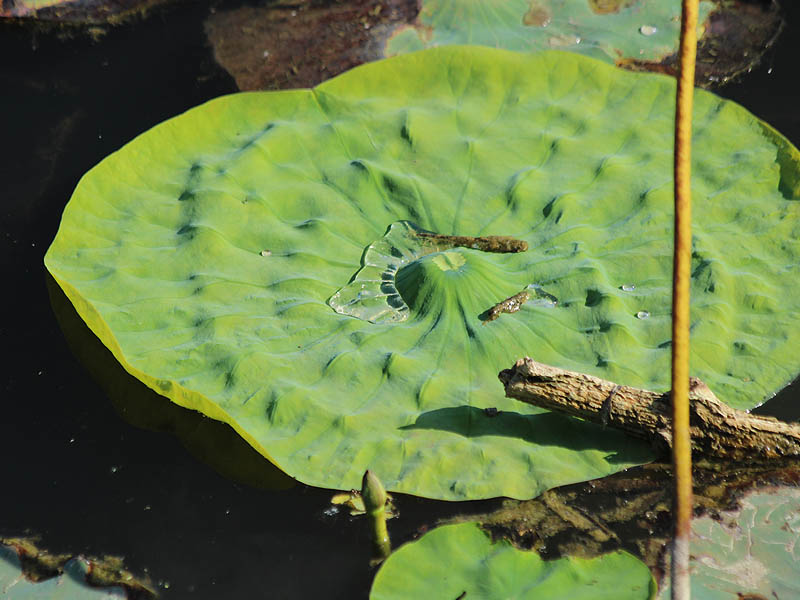 Water beading on a lily pad.