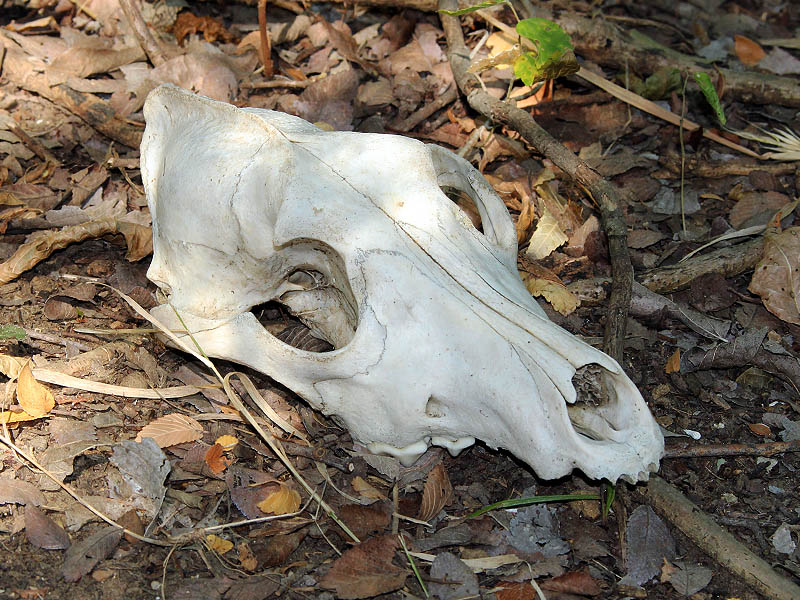 Coyote - Skull
