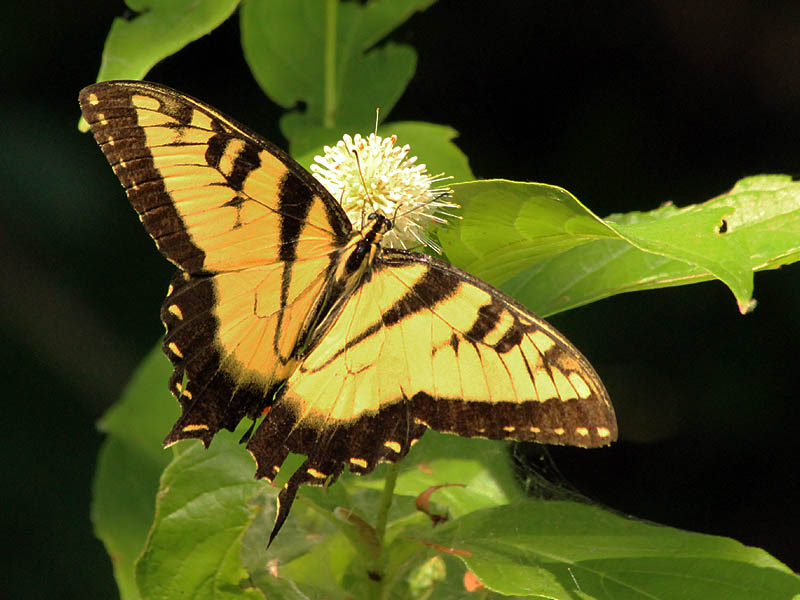 Eastern Tiger Swallowtail - Button Bush Bloom