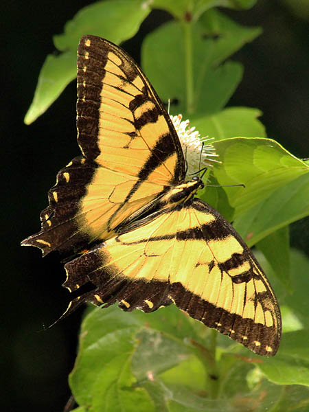 Eastern Tiger Swallowtail - Button Bush Bloom