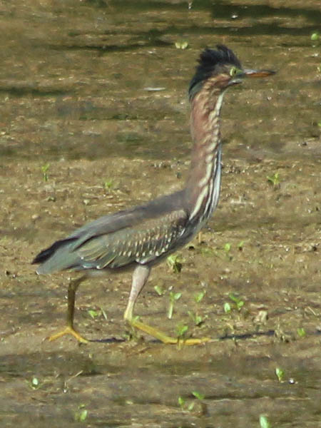 Green Heron - Interacting on the Mud Flats