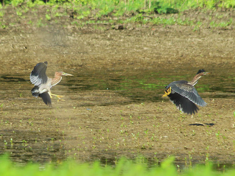 Green Heron - Interacting on the Mud Flats