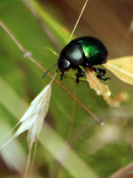 Haldeman's Green Potato Beetle - Metallic Green