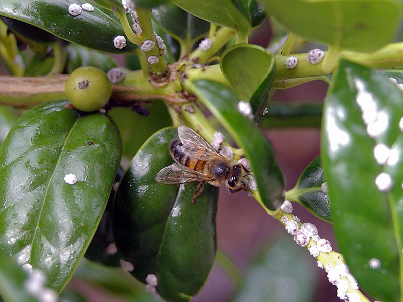 Honey Bee - Honey Dew
