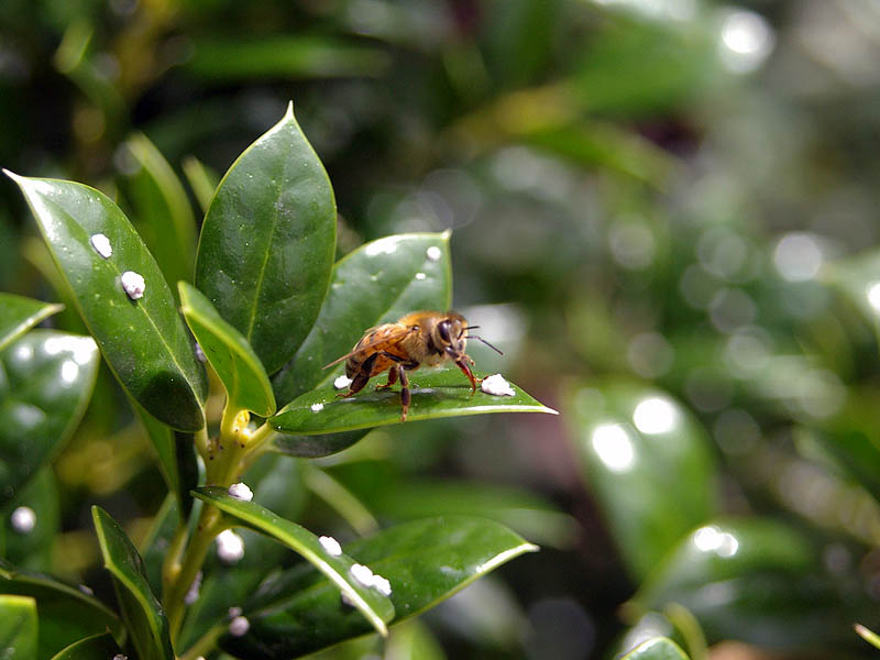 Honey Bee - Honey Dew
