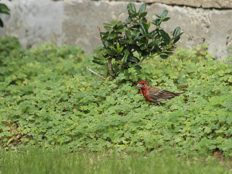 House Finch - Crimson and Clover