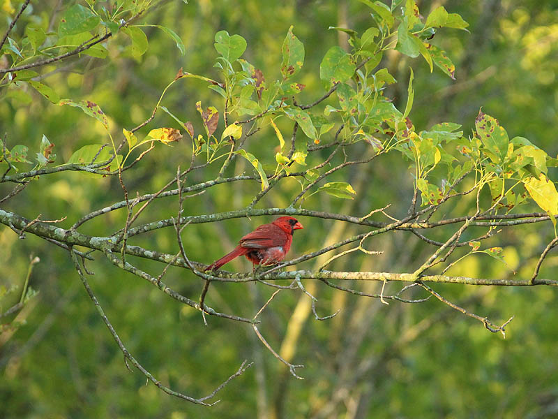 Northern Cardinal - Bright Red