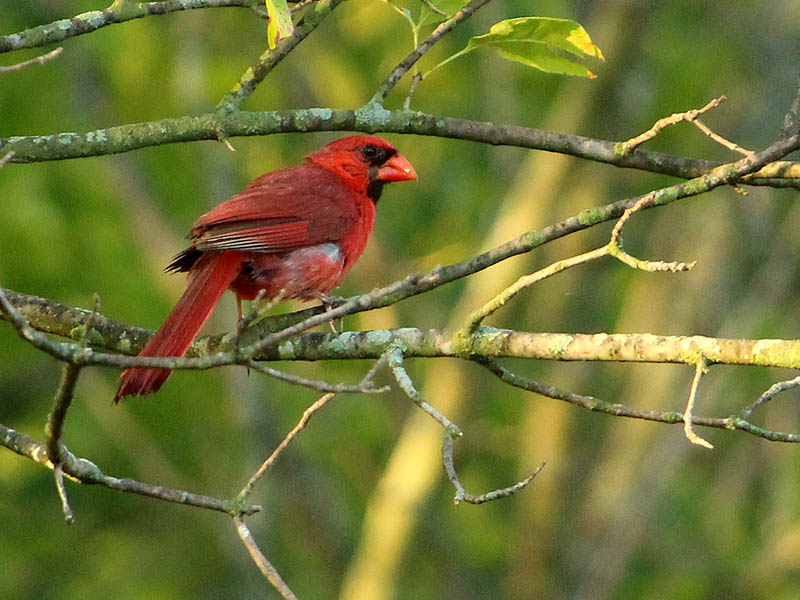 Northern Cardinal - Bright Red