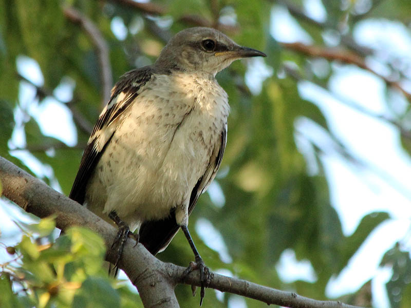 Northen Mockingbird - Juvenile Preening