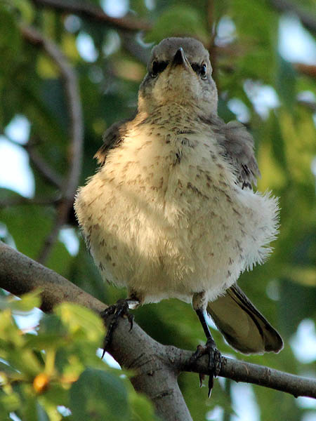 Northen Mockingbird - Juvenile Preening