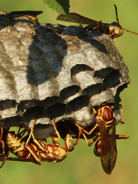 Paper Wasp - They Just Look Angry