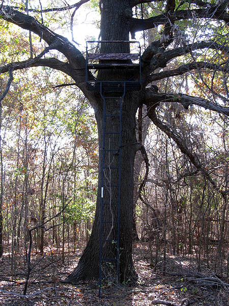 A tree stand on city property.